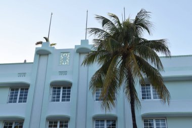 Miami Beach, Florida 'da bir binanın önündeki palmiye ağacı.