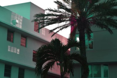 Miami, Florida 'da modern bir binanın önündeki palmiye ağacı.