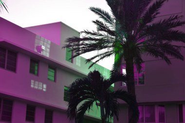 Geceleri binanın önündeki palmiye ağaçları.... 