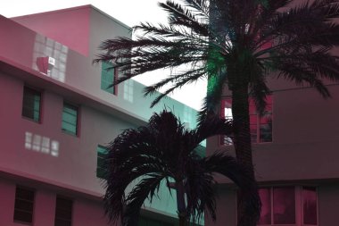 San Diego, Kaliforniya 'da modern bir binanın önündeki palmiye ağacı.