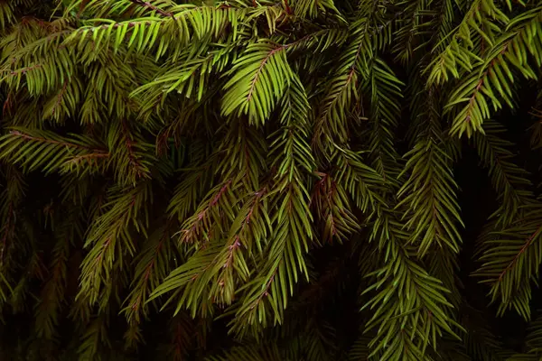 森林中云杉的绿枝 免版税图库图片