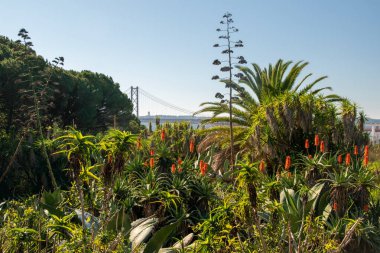 Botanik Bahçesinde Aloe Vera Çiçekleri, Lizbon, Portekiz