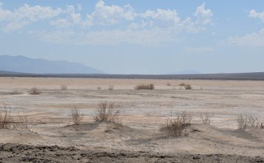 Orta Asya, Kazakistan bozkırında kuru otlar..