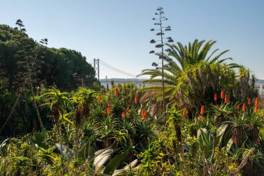 Arka planda aloe vera çiçekleri ve köprüsü olan tropik bir bahçe