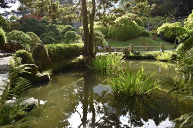 San Francisco botanik bahçesinde göletli ve ağaçlı Japon bahçesi