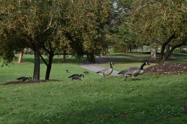 Kanada Kazları Toronto, Kanada 'da bir parkta