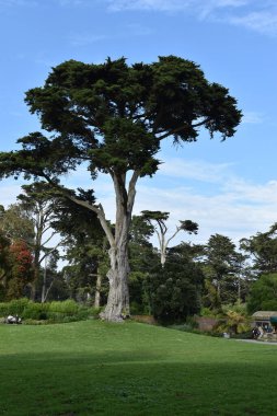 Parktaki çam ağacı Mavi gökyüzü ve beyaz bulutlar.