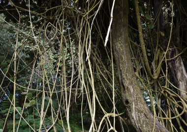 Yeni Zelanda yağmur ormanlarındaki dev banyan ağacı