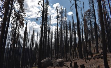 İspanya, Kanarya Adaları 'ndaki Yanmış Orman, yangından sonra