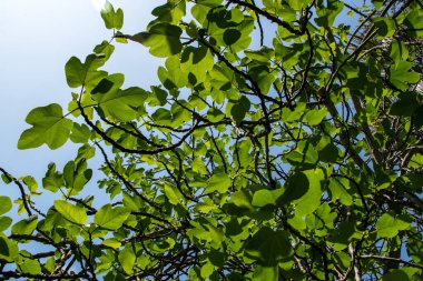 Mavi gökyüzüne karşı bir ağacın dallarında yeşil yapraklar.