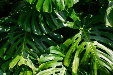 Monstera Deliciosa ya da İsviçre peyniri bitkisinin yeşil yaprakları