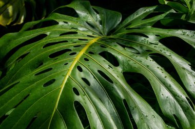 Monstera deliciosa yaprakları bahçede, yakın.