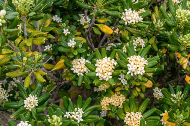 Yasemin çalılarının beyaz çiçeklerine yakın çekim.