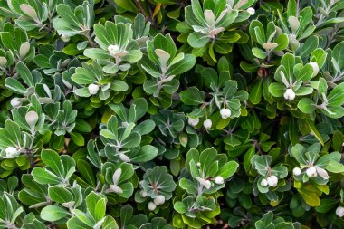 Berberilerin yeşil yapraklarını ve meyvelerini kapatın..