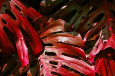 Monstera deliciosa ya da İsviçre peynir bitkisinin renkli yaprakları