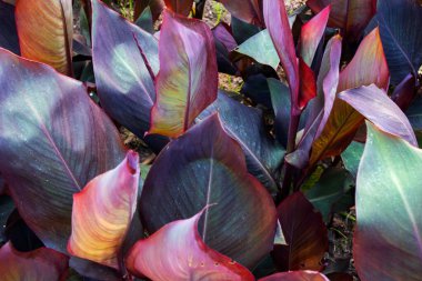 Değişik bir bitkinin renkli yaprakları (canna)