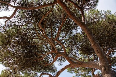İspanya 'nın Mallorca kentindeki çam ağacı dallarının alçak açılı görüntüsü
