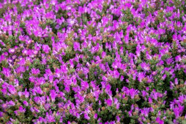 Bahçede mor çiçekler. Yakın çekim, seçici odaklanma.