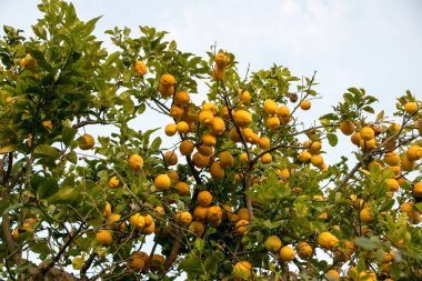 Sicilya, İtalya 'da güneşli bir günde olgun meyveli limon ağacı