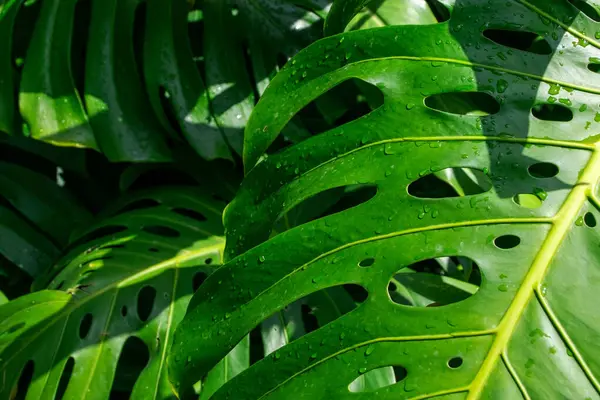 Canavar yaprakları ve su damlaları, yaklaşın. Doğa arkaplanı