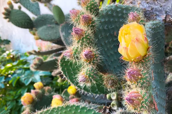 Sarı çiçekli ve tomurcuklu Opuntia kaktüsü.