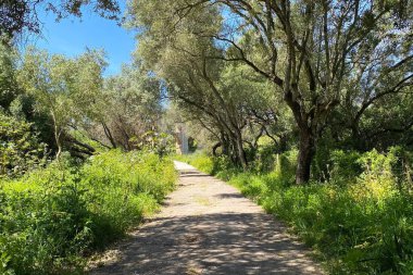 Yunanistan 'ın Girit adasındaki zeytinlikte yol