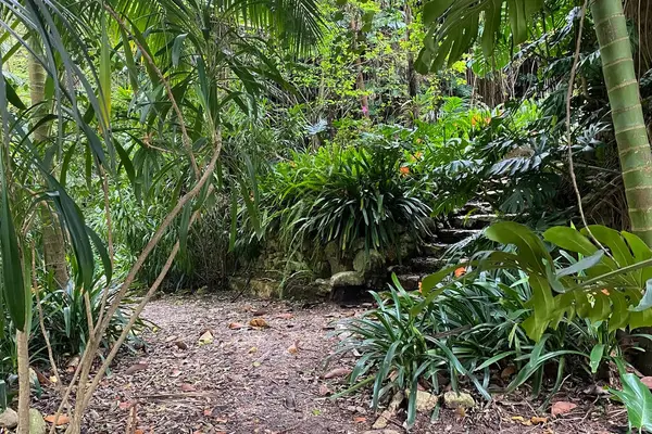 Sao Miguel adasında tropikal orman, Azores, Portekiz
