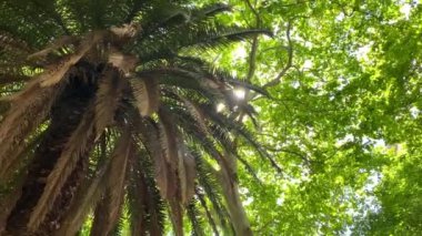 Lizbon, Portekiz 'in renkli sokakları