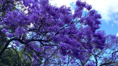 Mavi gökyüzüne karşı Jacaranda çiçek açtı