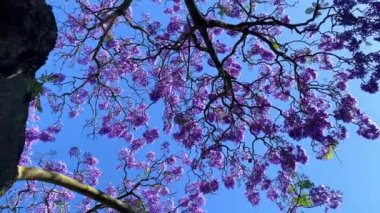 Mavi gökyüzüne karşı Jacaranda çiçek açtı