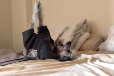 Çin armalı köpek kanepede yatıyor, hayvan dostu otel, tüysüz köpek, tüysüz egzotik köpek.