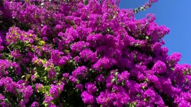 Beyaz arka planda yeşil yapraklı pembe bougainvillea çiçekleri