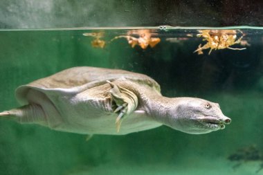 Akvaryumda yüzen kaplumbağa, kafa ve boyuna yakın çekim.