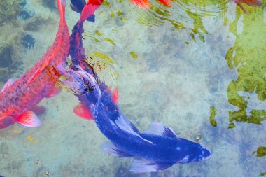 Tayland 'ın parkındaki gölette renkli koi balığı.