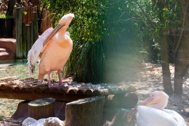 Hayvanat bahçesinde beyaz pelikan (Pelecanus onocrotalus)