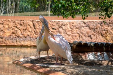 Hayvanat bahçesindeki pelikan, Tayland.