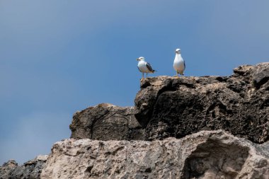Vahşi doğada iki martı bir kayanın üzerinde duruyor.