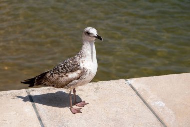 Bulanık bir arka planı olan bir iskelenin kenarında duran martı. 