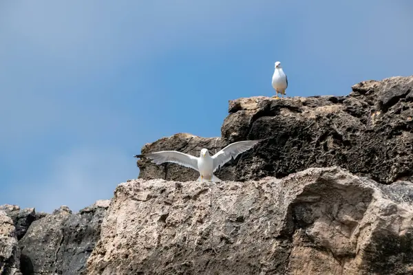 stock image Two seagulls sitting on a rock in the wild.