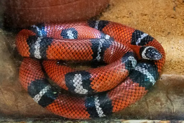Kraliyet kral yılanının yakın çekimi (Reticulated kingsnake)