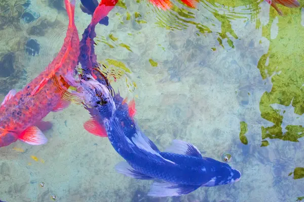 Tayland 'ın parkındaki gölette renkli koi balığı.