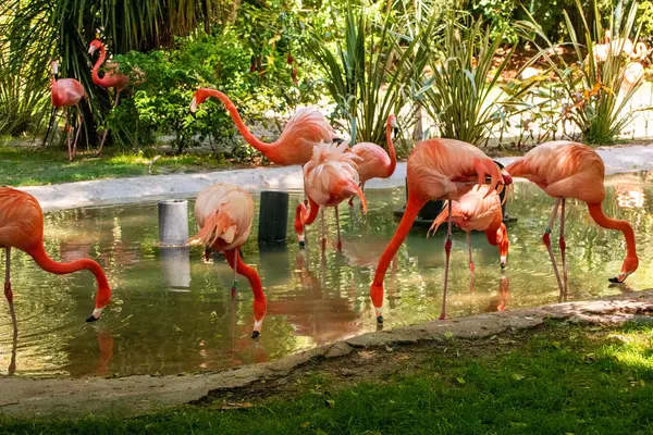 Gölette daha büyük flamingo (Phoenicopterus ruber) 