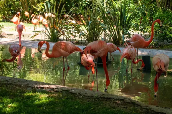 stock image Pink flamingos in a pond in a park on a sunny day