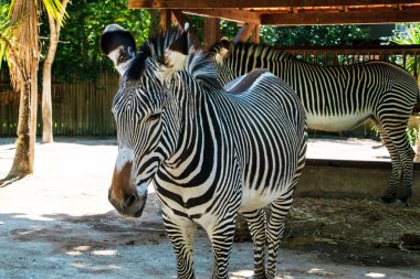 Zebra Hayvanat Bahçesi, Tayland. 