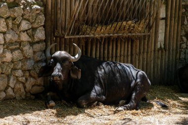 Hayvanat bahçesindeki siyah su bufalosu portresi. Hayvan yaşamı. 