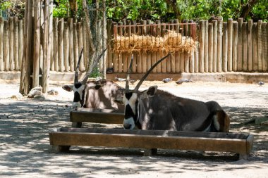 Gemsbok, hayvanat bahçesinde antilop ceylanı 
