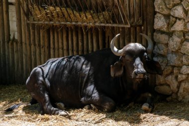 Bir hayvan çiftliğinin otlağında Afrika bufalosu. Çayırda siyah bufalo