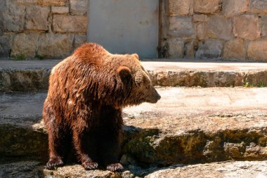 Boz ayı (Ursus arctos) Hayvanat Bahçesi