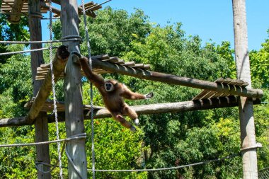 Orangutan yazın bir parkta ipe asılıyor.