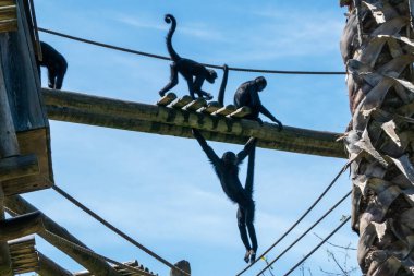 Şempanze maymunları hayvanat bahçesinde ipte sallanıyor. 